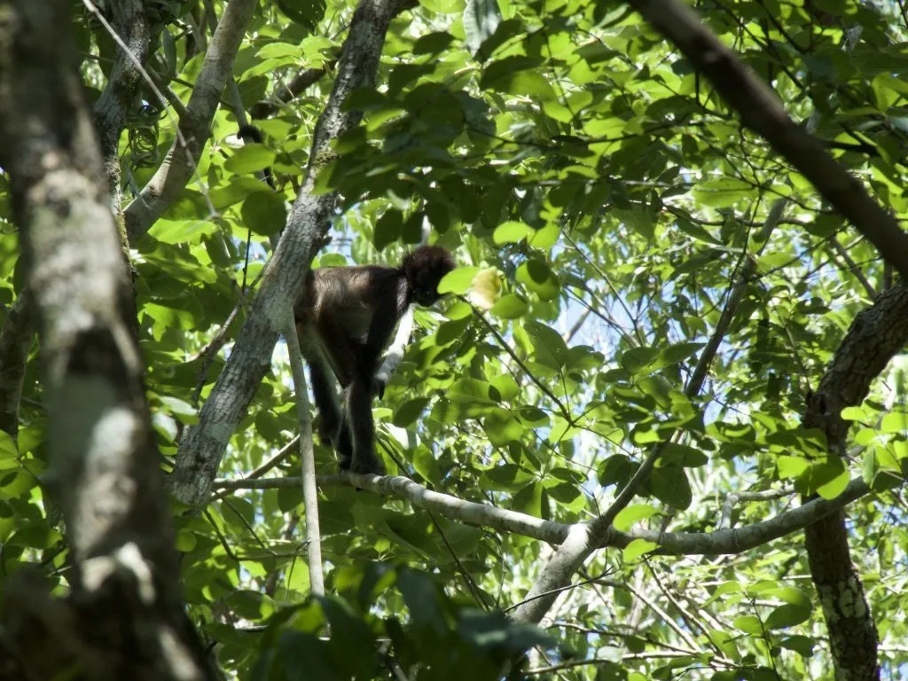 2 HECTAREAS EN LOS ARBOLES TULUM - Image 1